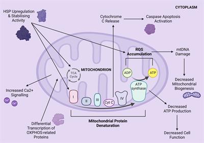 Bovine heat stress management: current amelioration approaches and the case for a novel mitogenomic strategy